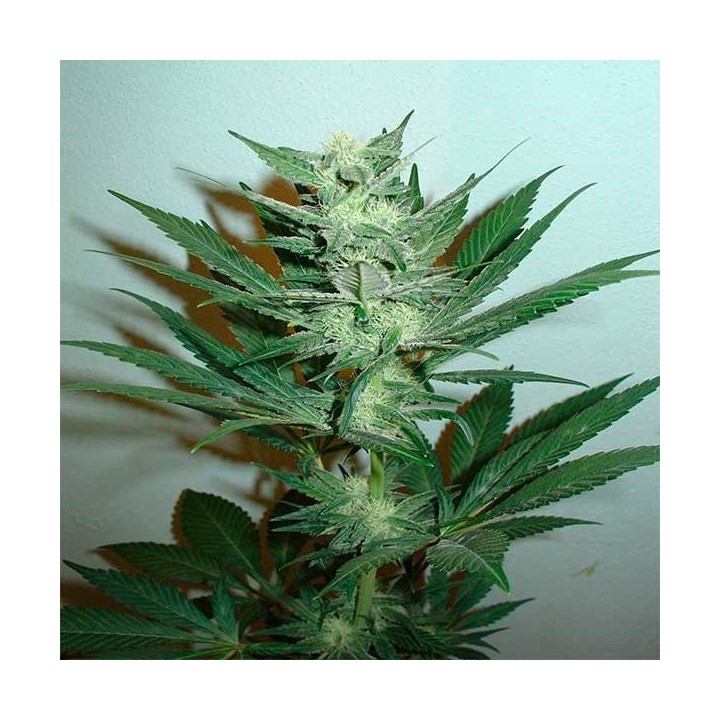 Armageddon Regular de Homegrown Fantaseeds
