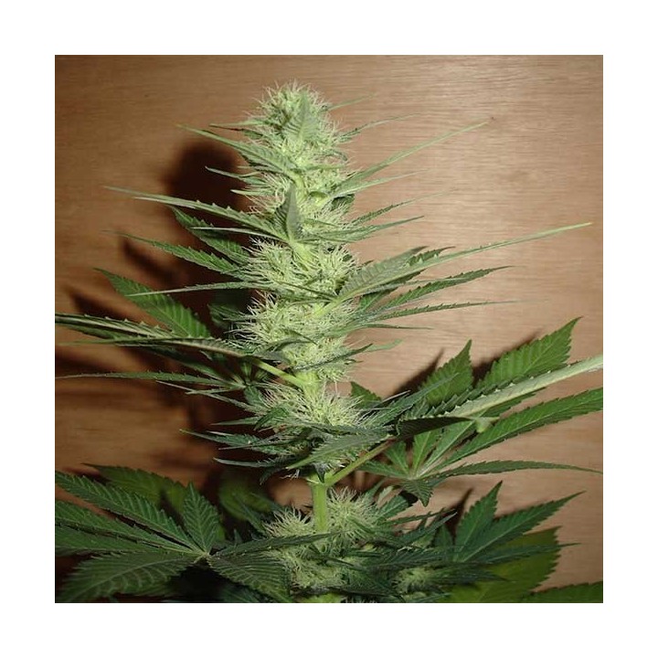 Big Bud Regular de Homegrown Fantaseeds