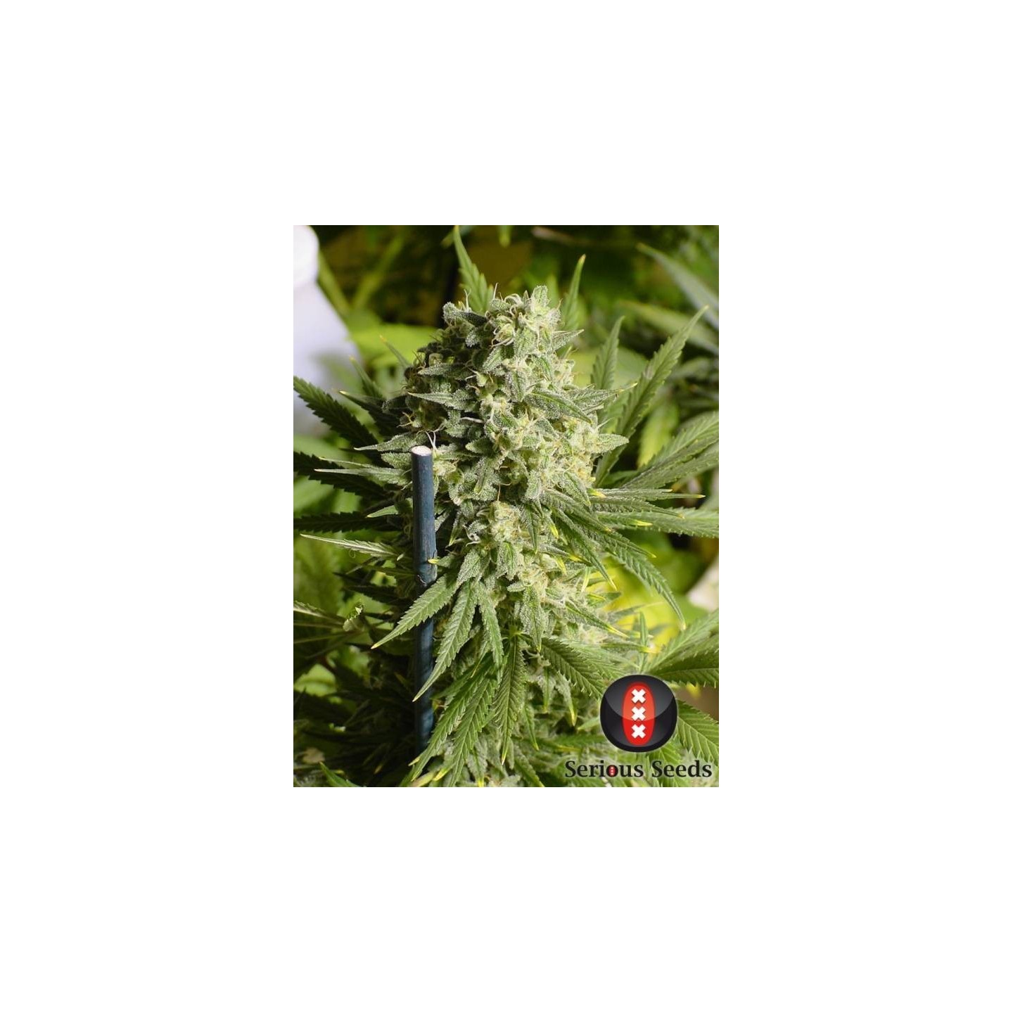 Double Dutch Regular de Serious Seeds
