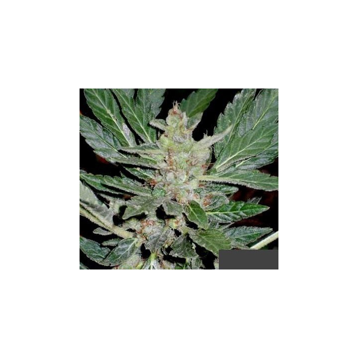 Dr. Feelgood Regular de Short Stuff Seeds