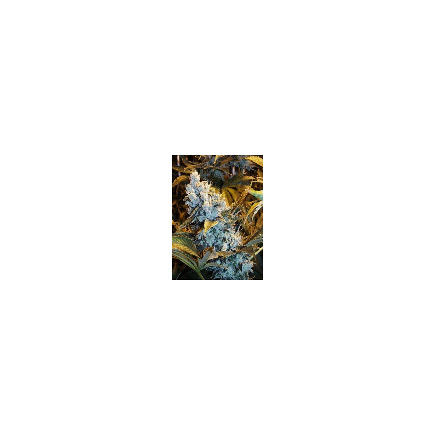 Himalaya Blue Diesel Regular de Short Stuff Seeds