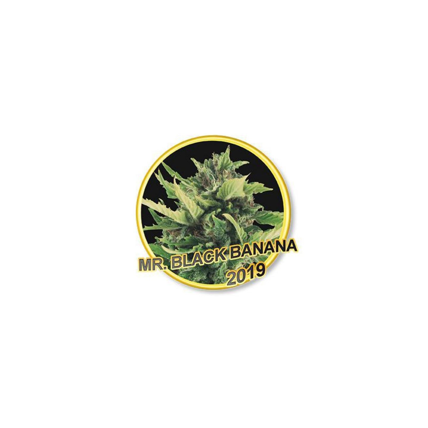 MR. Black Banana Feminizada de Mr. Hide Seeds