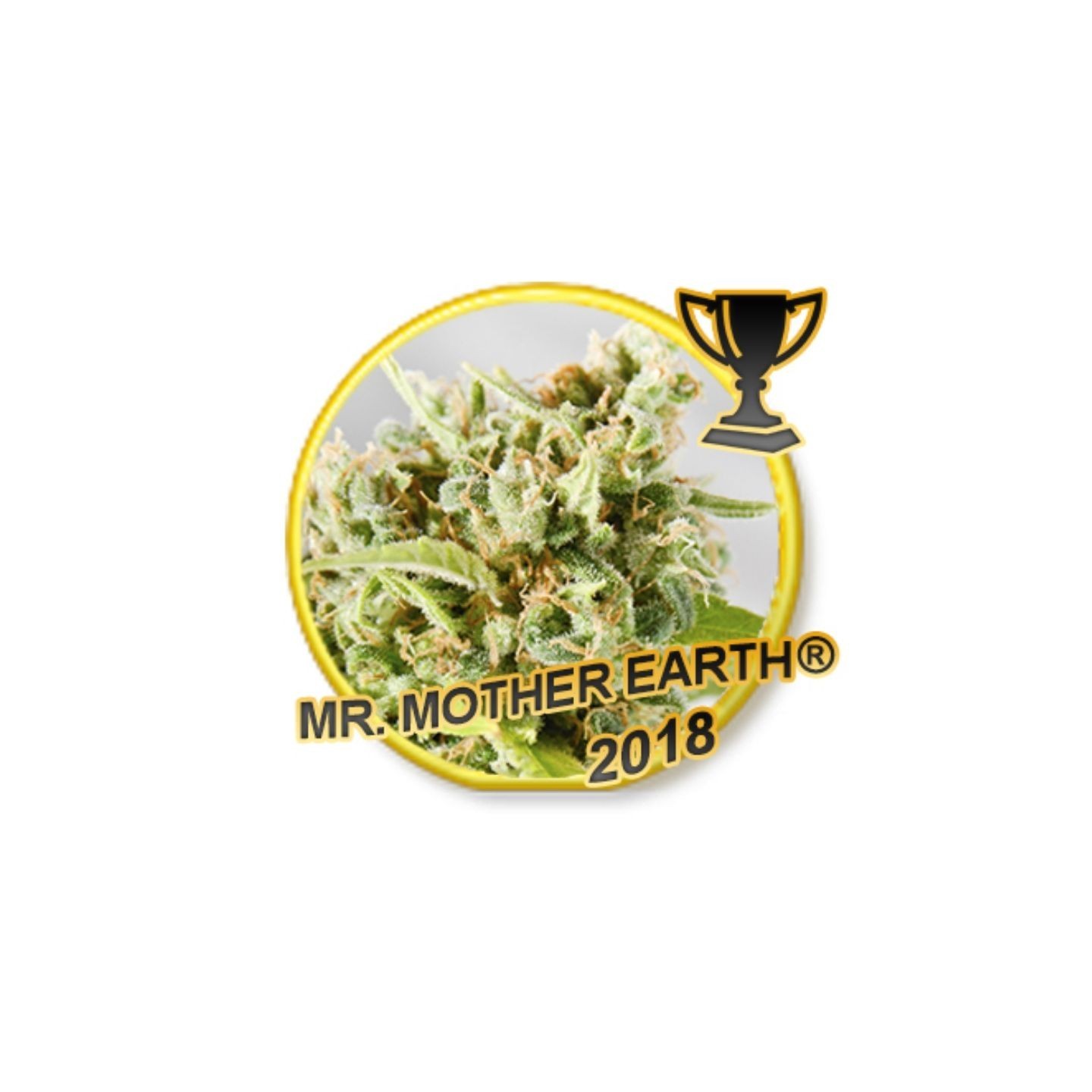 MR. Mother Earth Feminizada de Mr. Hide Seeds