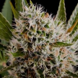 Lithium OG Kush Feminizada de Nirvana