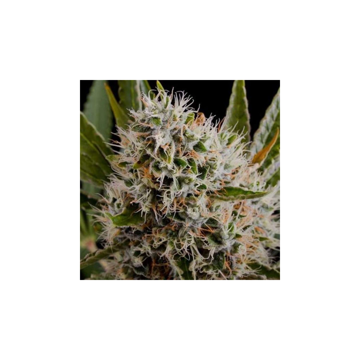 Lithium OG Kush Feminizada de Nirvana