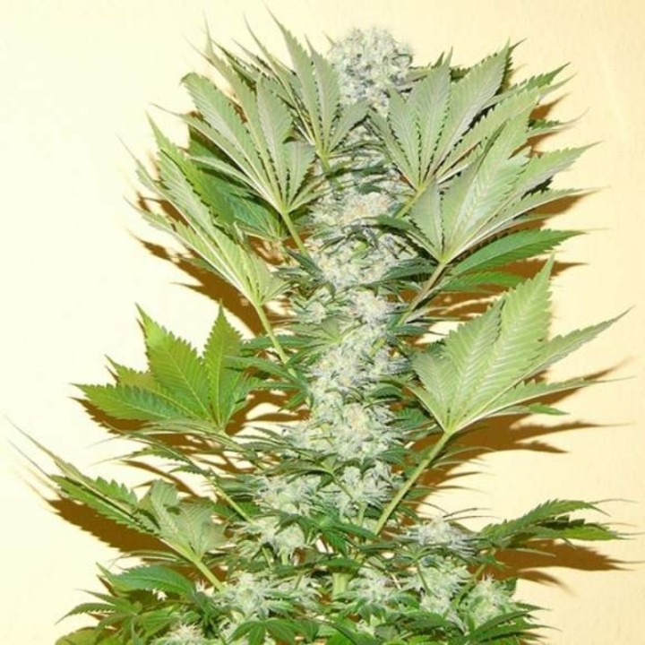 Misty Kush Feminizada de Nirvana