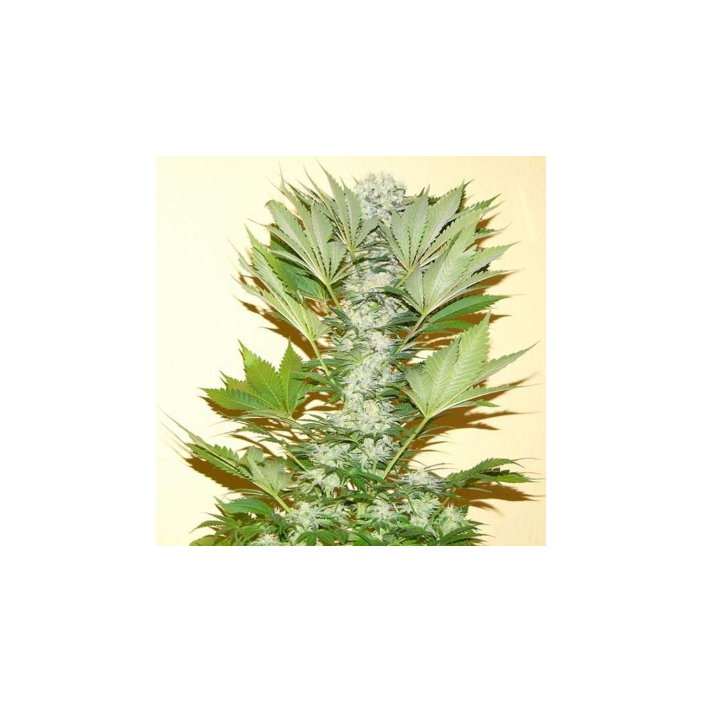 Misty Kush Feminizada de Nirvana