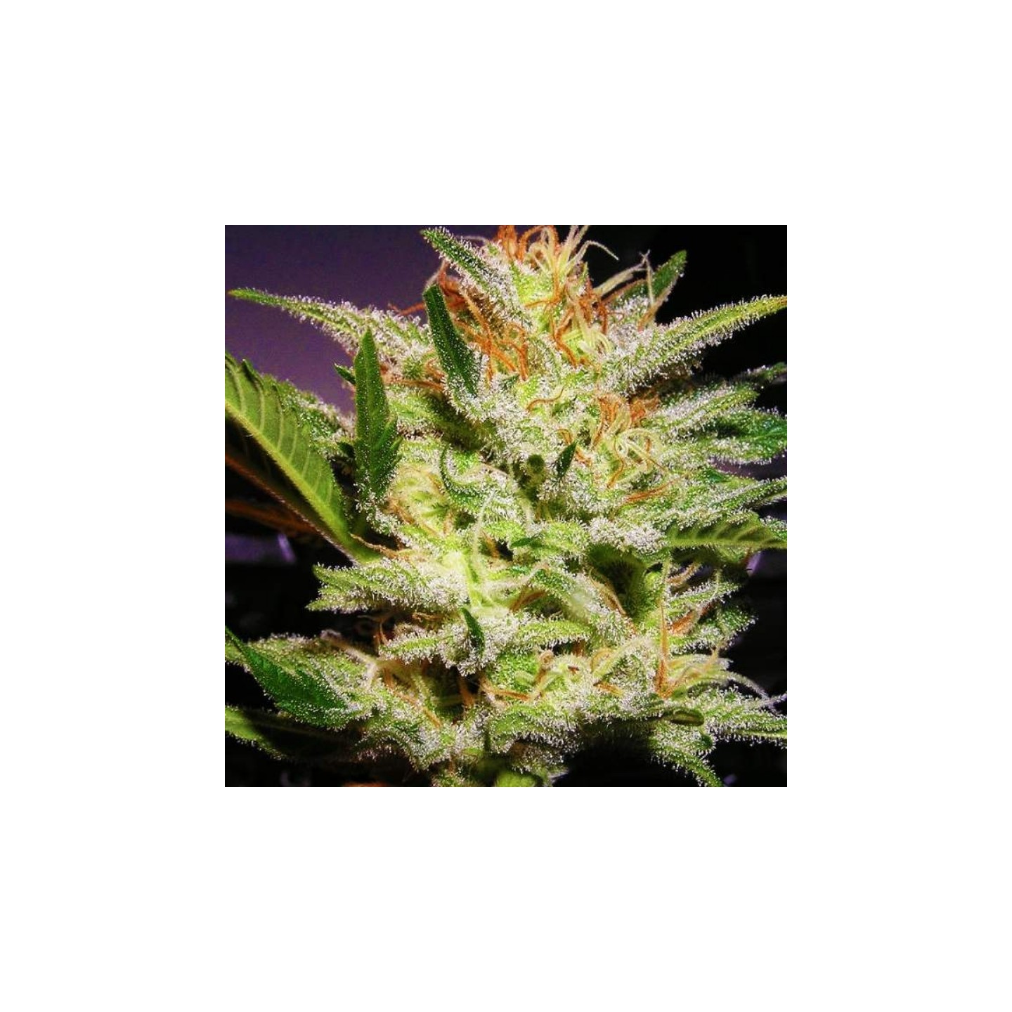 Amnesia Haze Feminizada de Nirvana