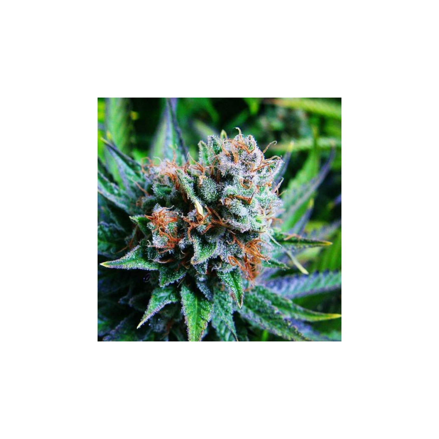 Blue Dream Feminizada de Nirvana