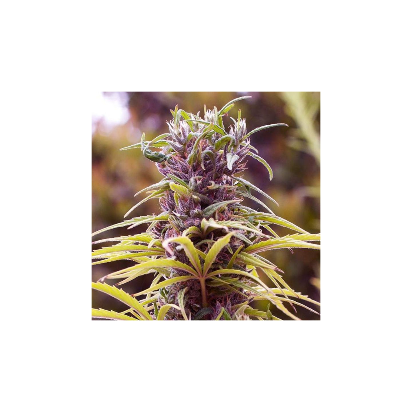 Durban Poison Feminizada de Nirvana
