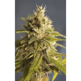 GG 1 Feminizada de House of the Great Gardener