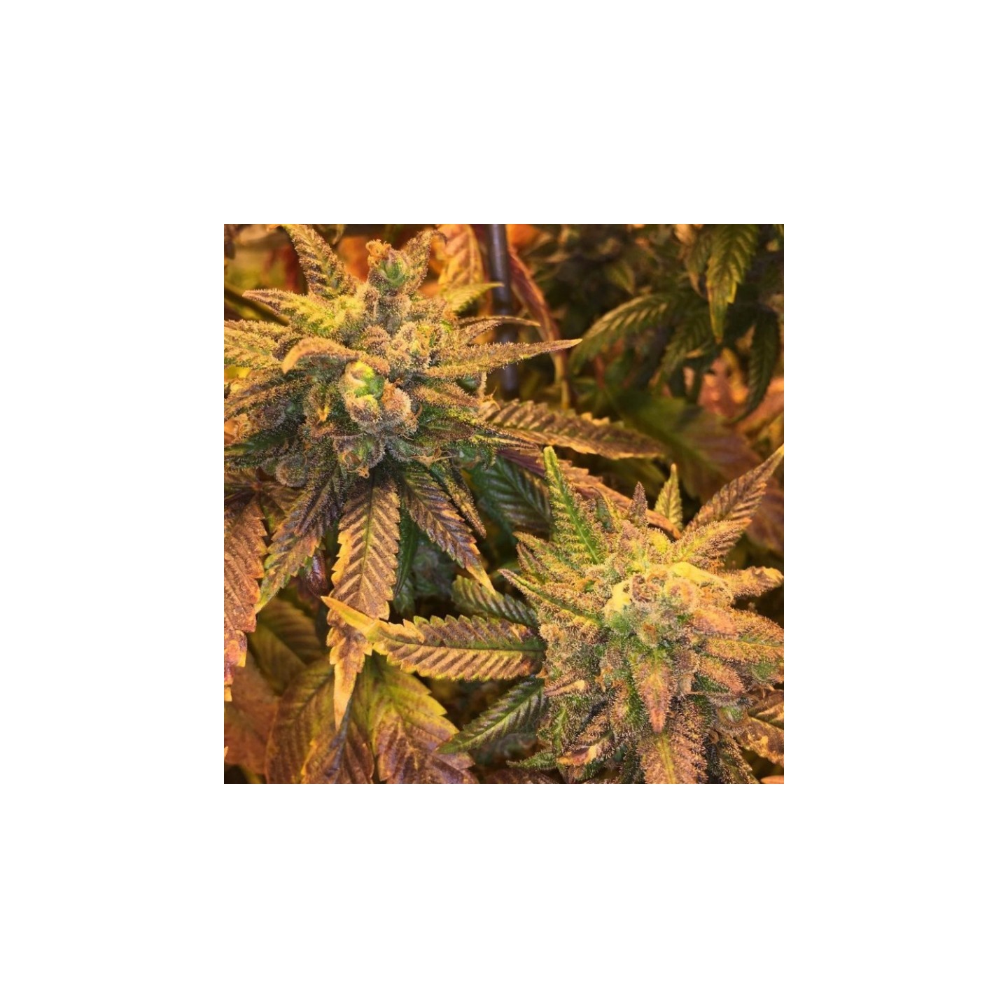 Haoma Feminizada de House of the Great Gardener