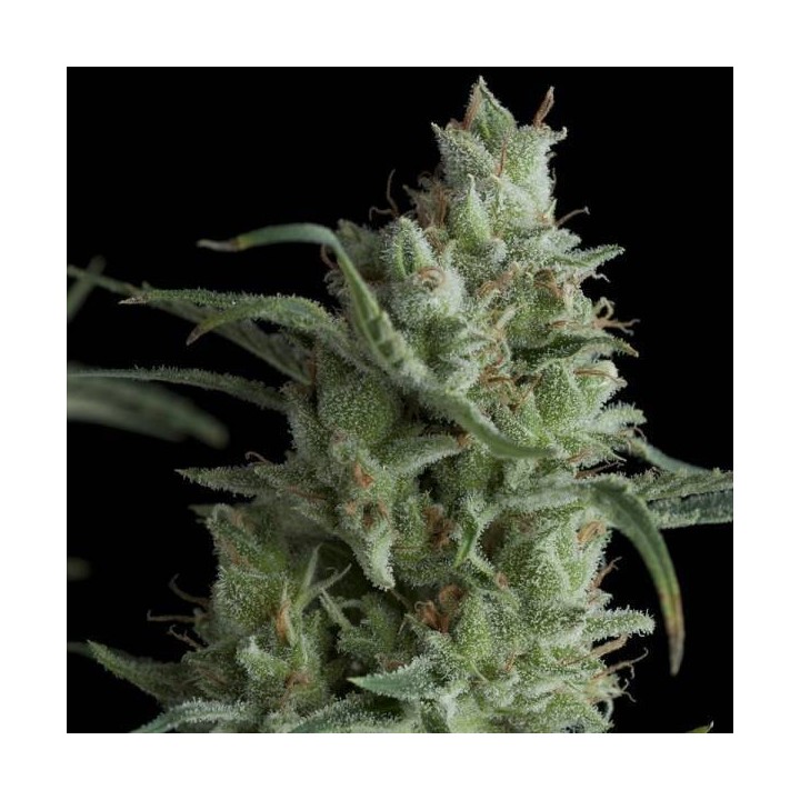 Kryptonite Feminizada de Pyramid Seeds