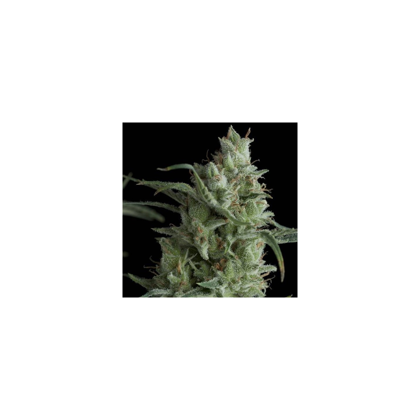 Kryptonite Feminizada de Pyramid Seeds