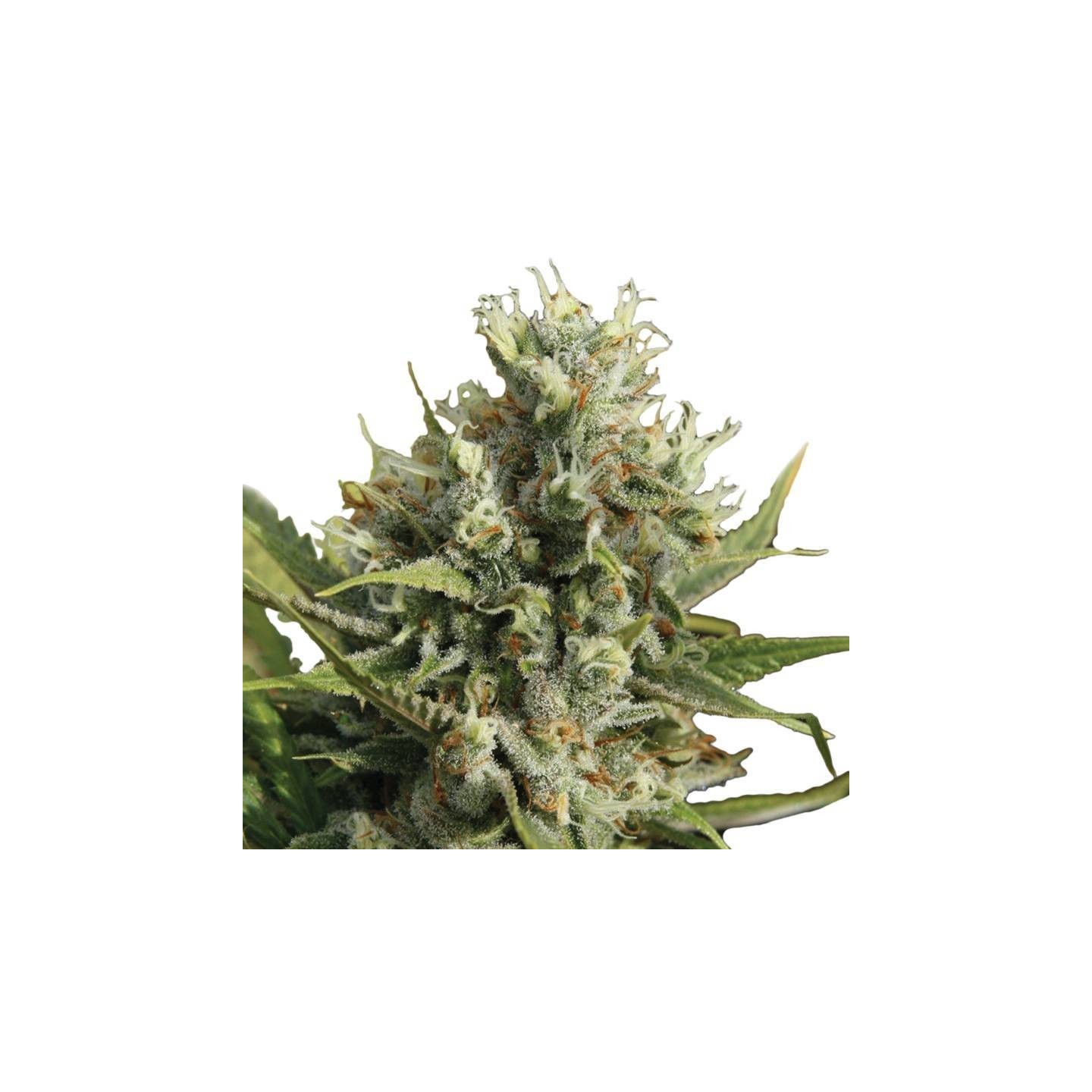 Auto Amnesia de Nirvana