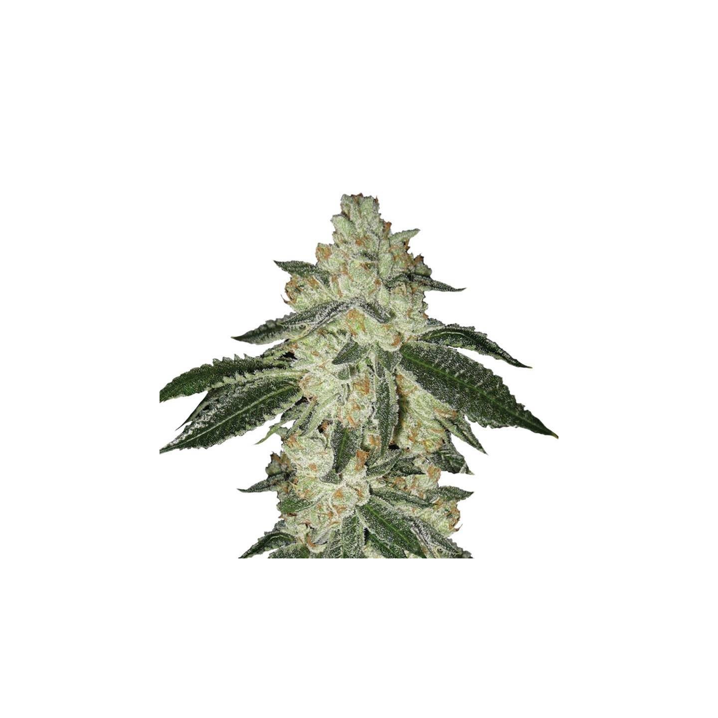 Auto Aurora Indica de Nirvana