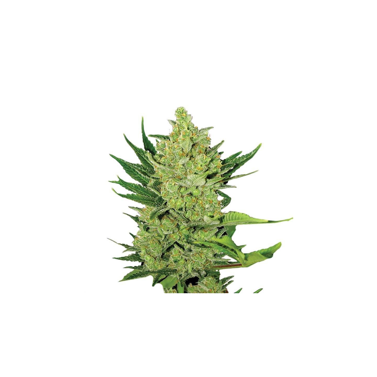 Auto Big Bud de Nirvana