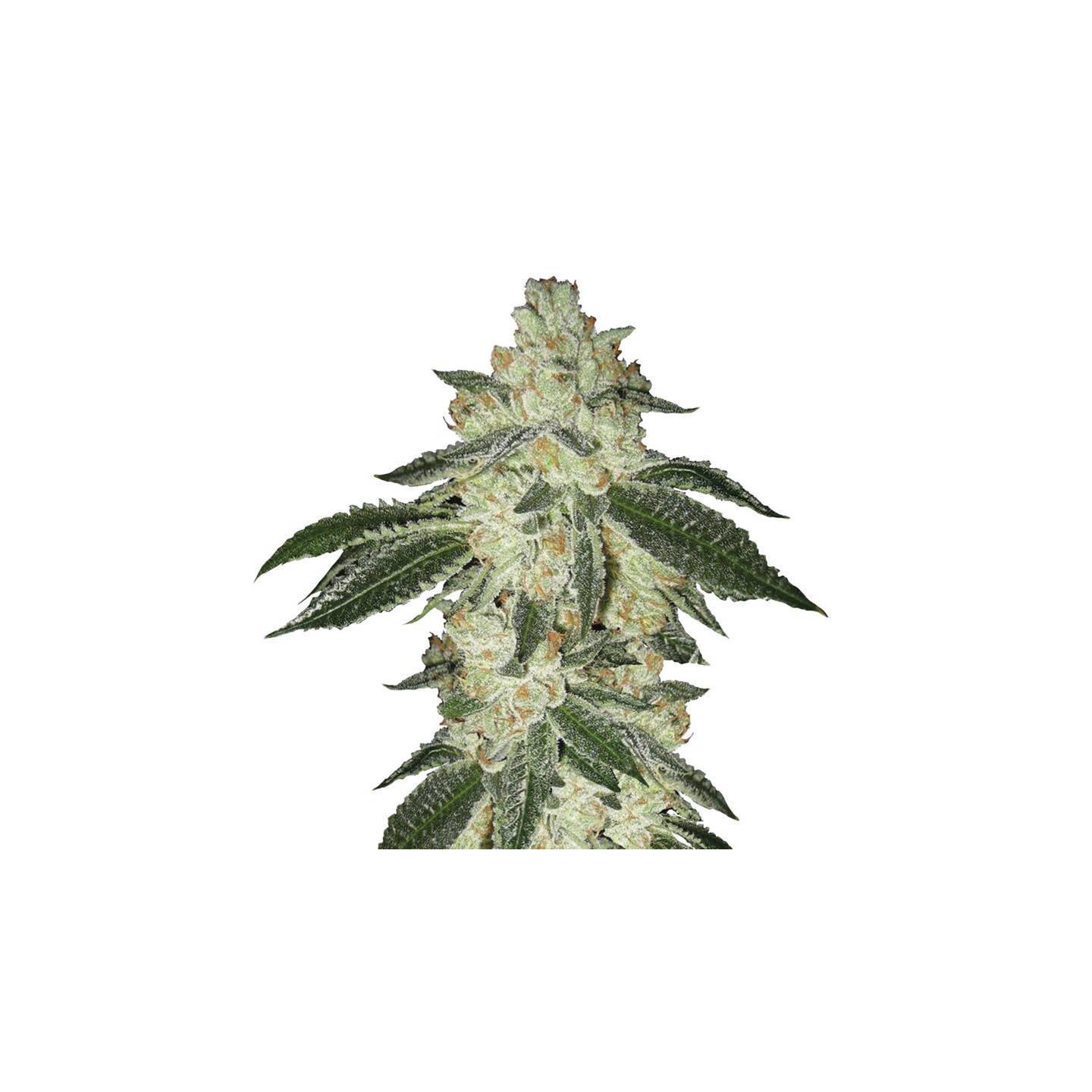Auto Blackjack de Nirvana