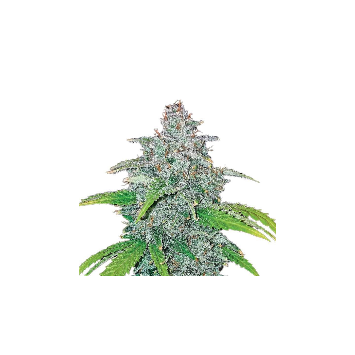 Auto Blue Dream de Nirvana