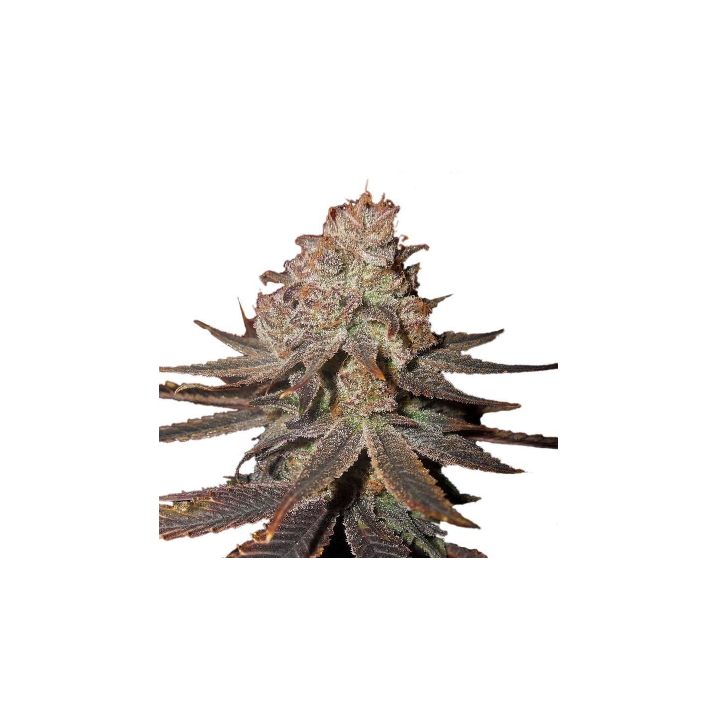 Auto Blueberry de Nirvana