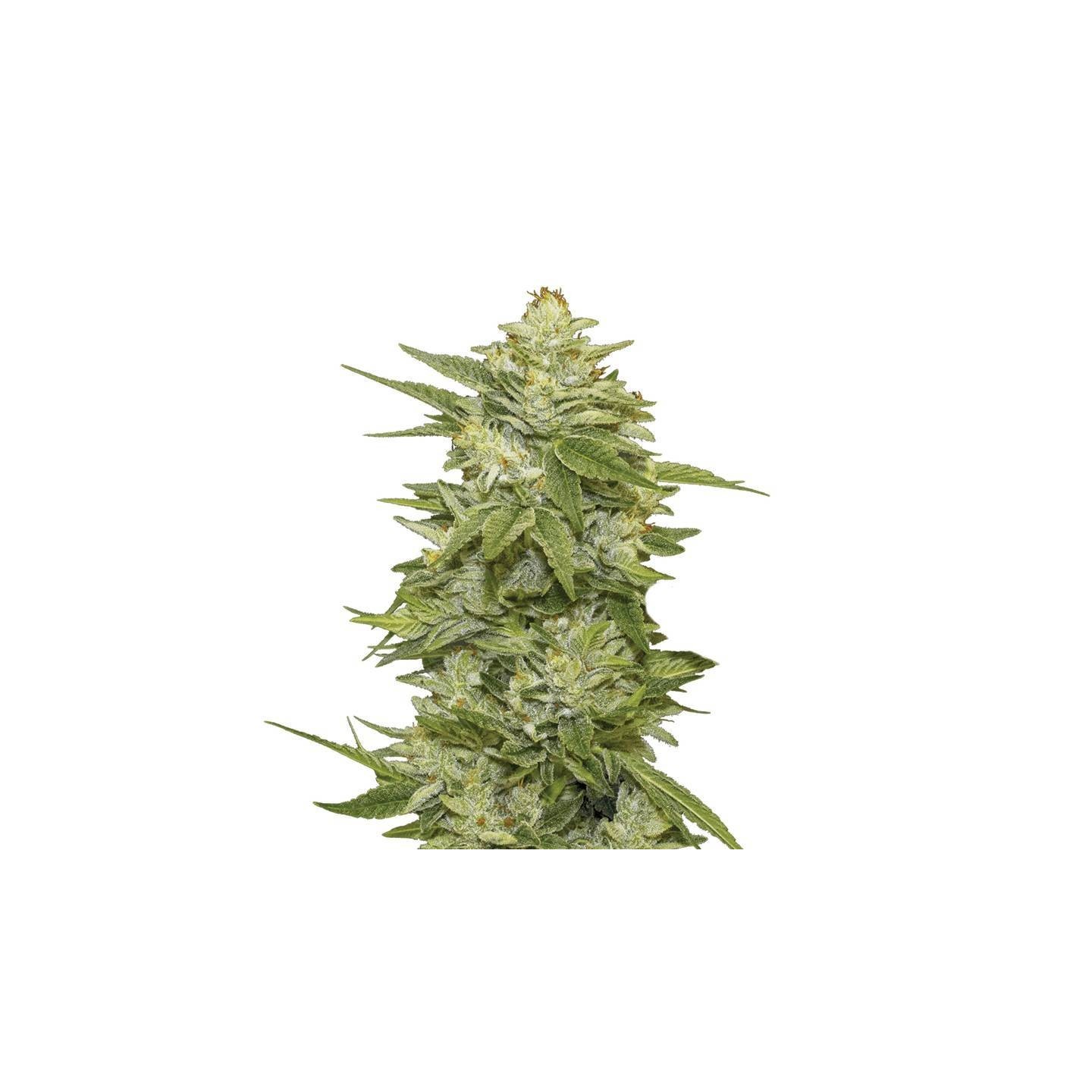 Auto Gg-48 de Nirvana