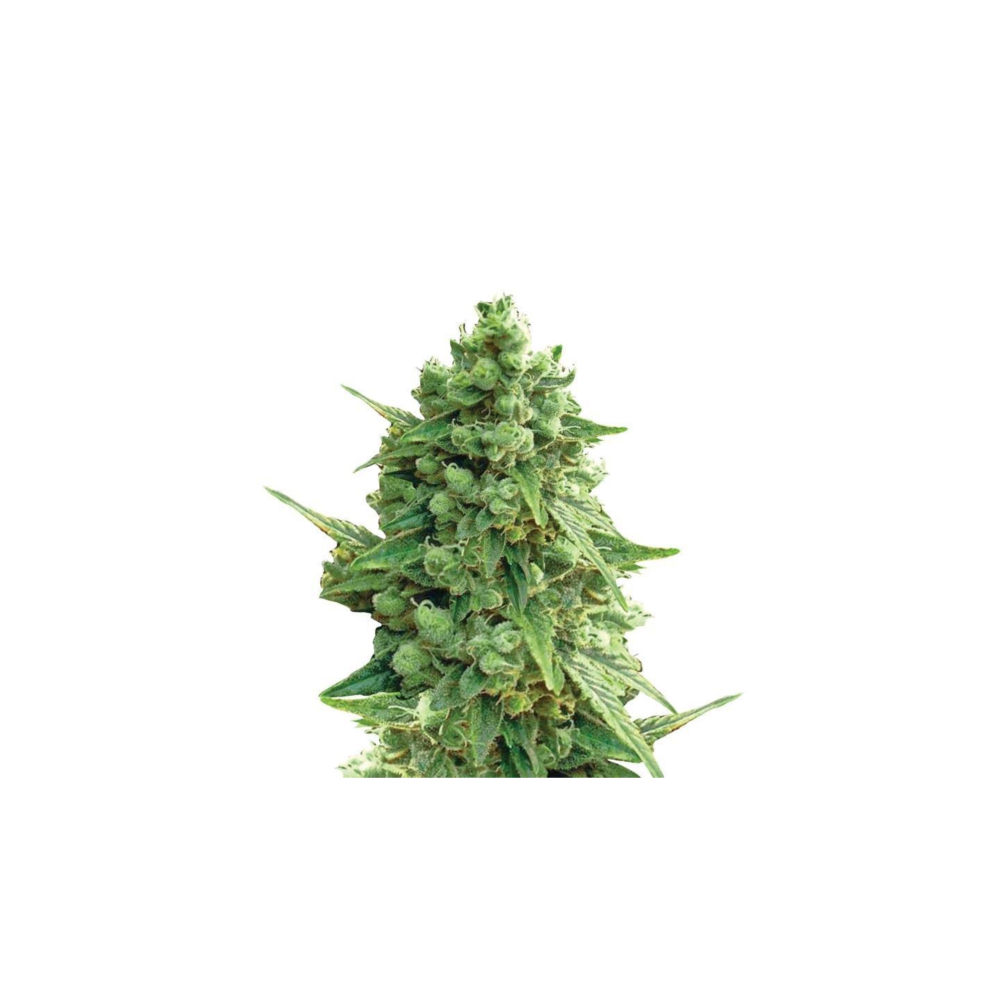 Auto Hawaii Maui Waui de Nirvana