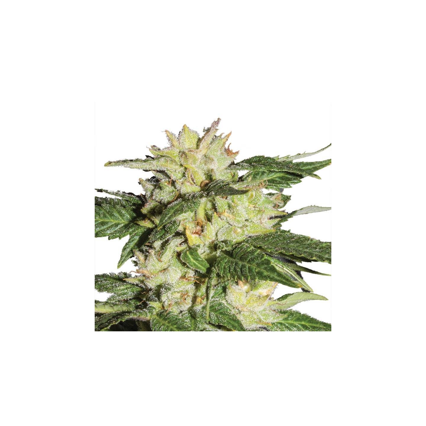 Auto Ice de Nirvana