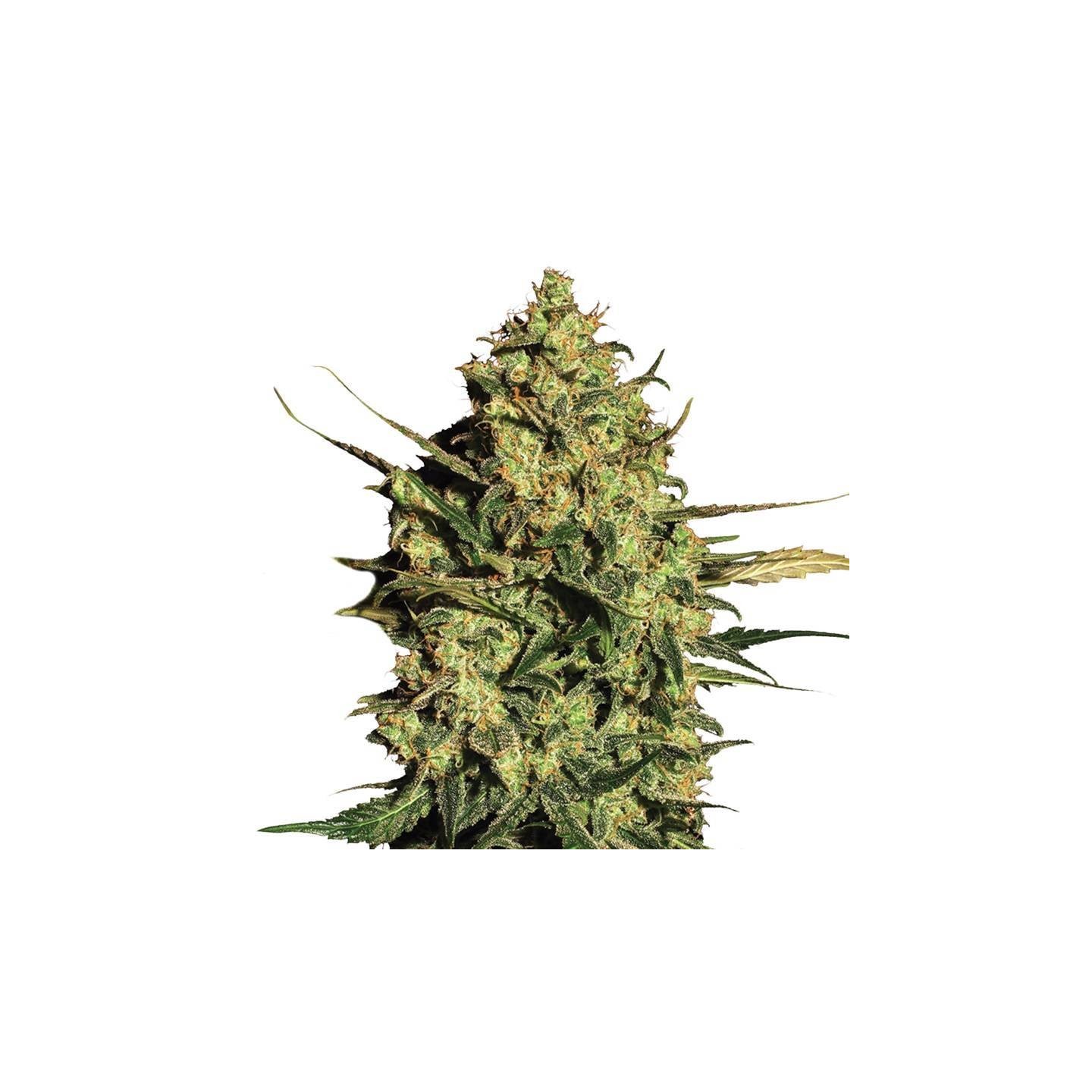 Auto Master Kush de Nirvana