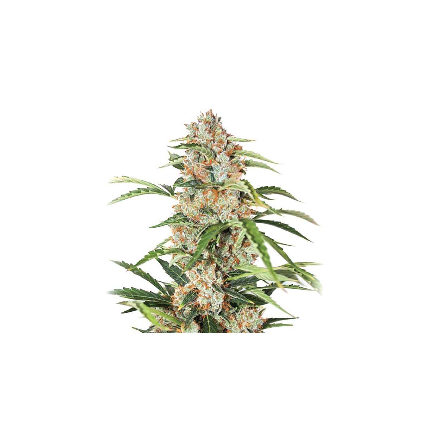 Auto Orange Bud de Nirvana