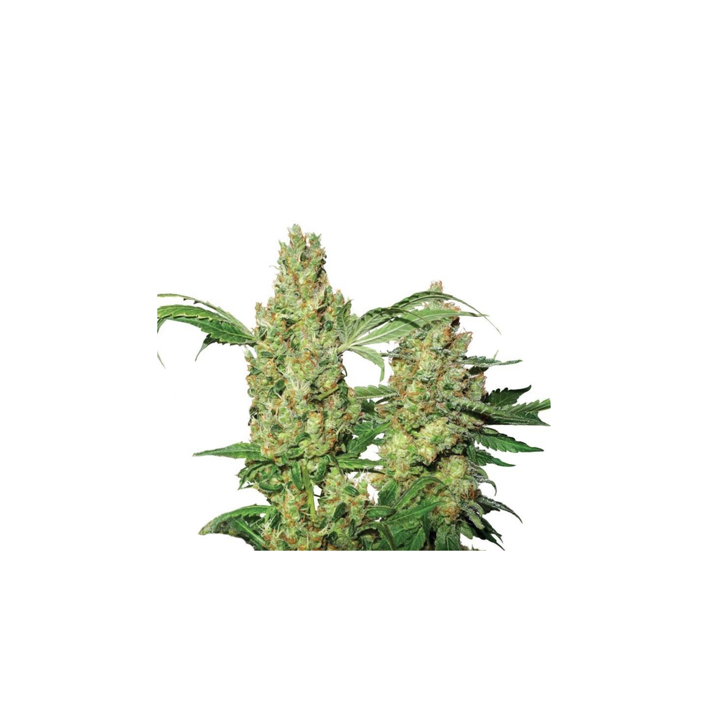 Auto Pure Power Plant de Nirvana