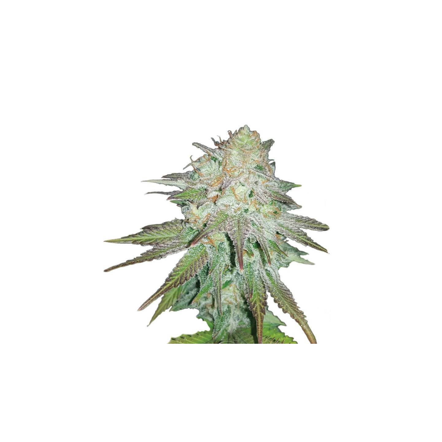 Auto Raspberry Cough de Nirvana