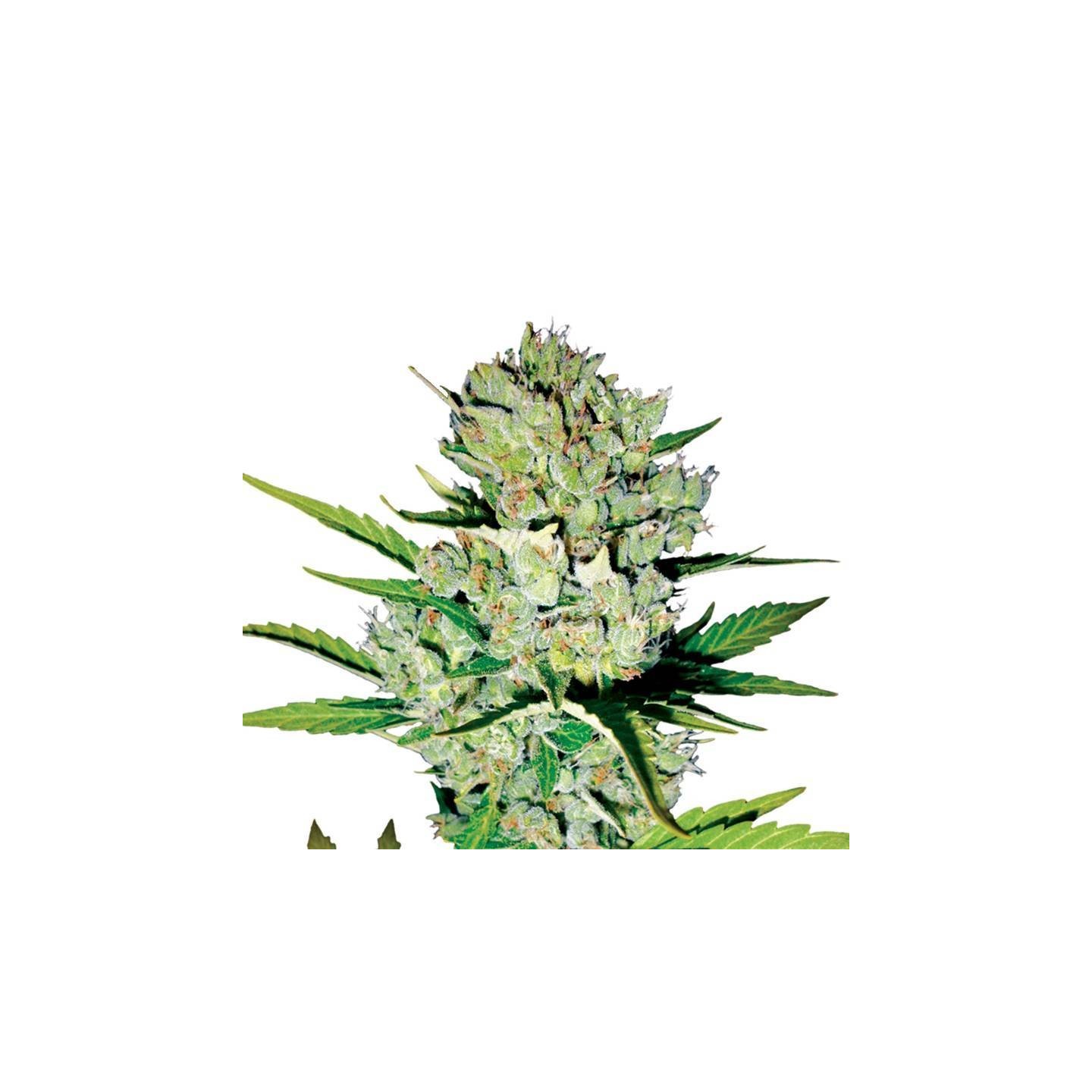 Auto Skunk 1 de Nirvana