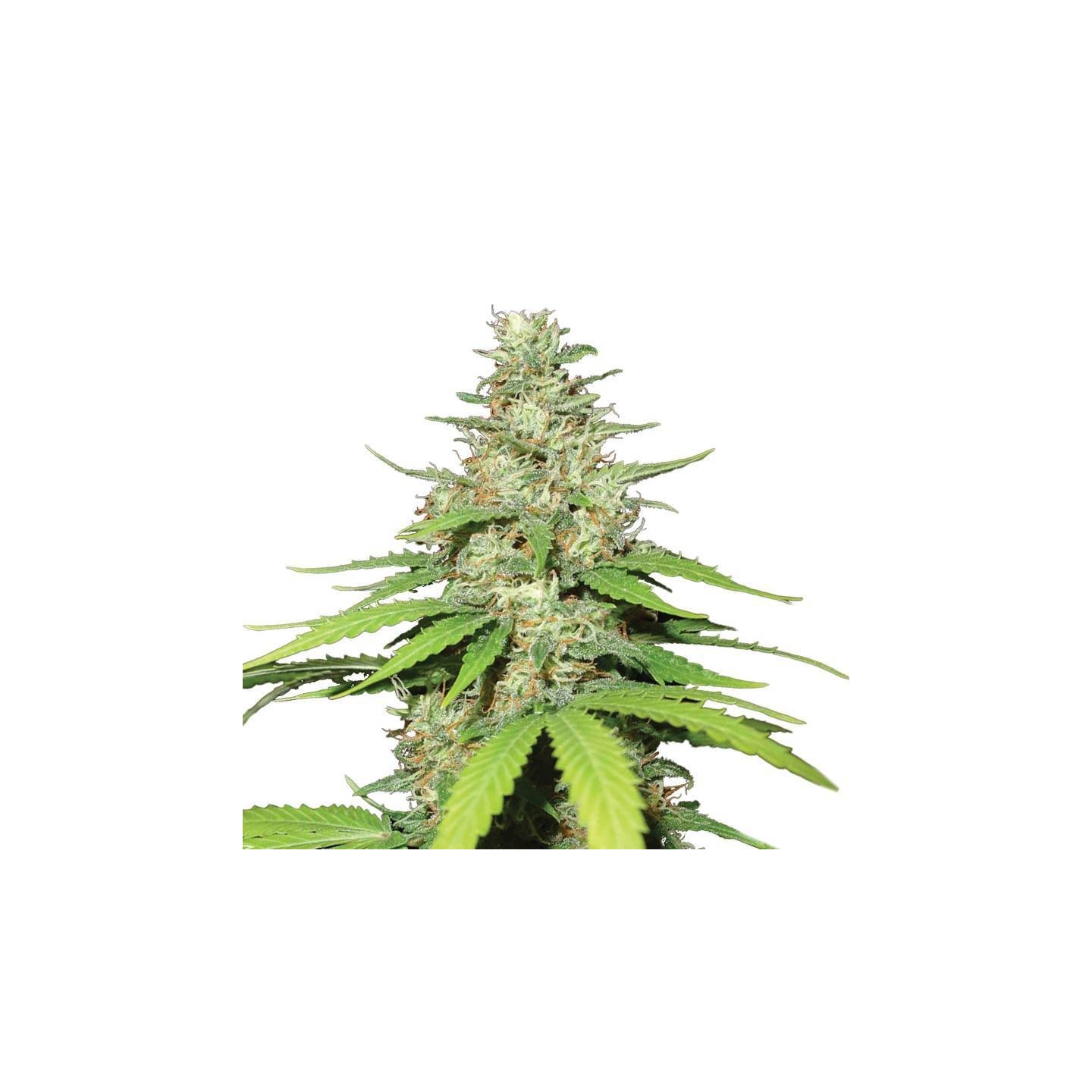 Auto Top-44 de Nirvana