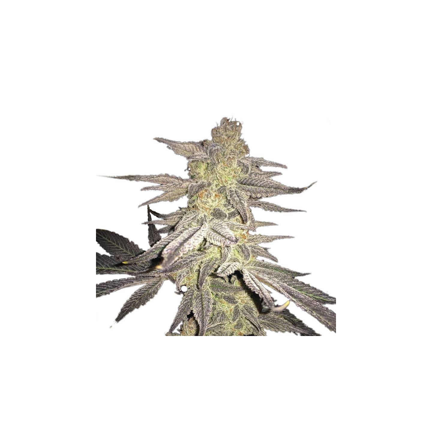 Bluberry Regular de Nirvana