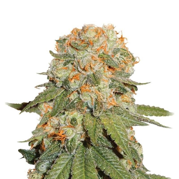 Orange Bud Regular de Nirvana