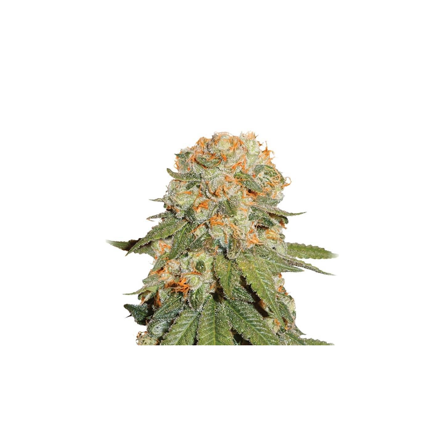 Orange Bud Regular de Nirvana