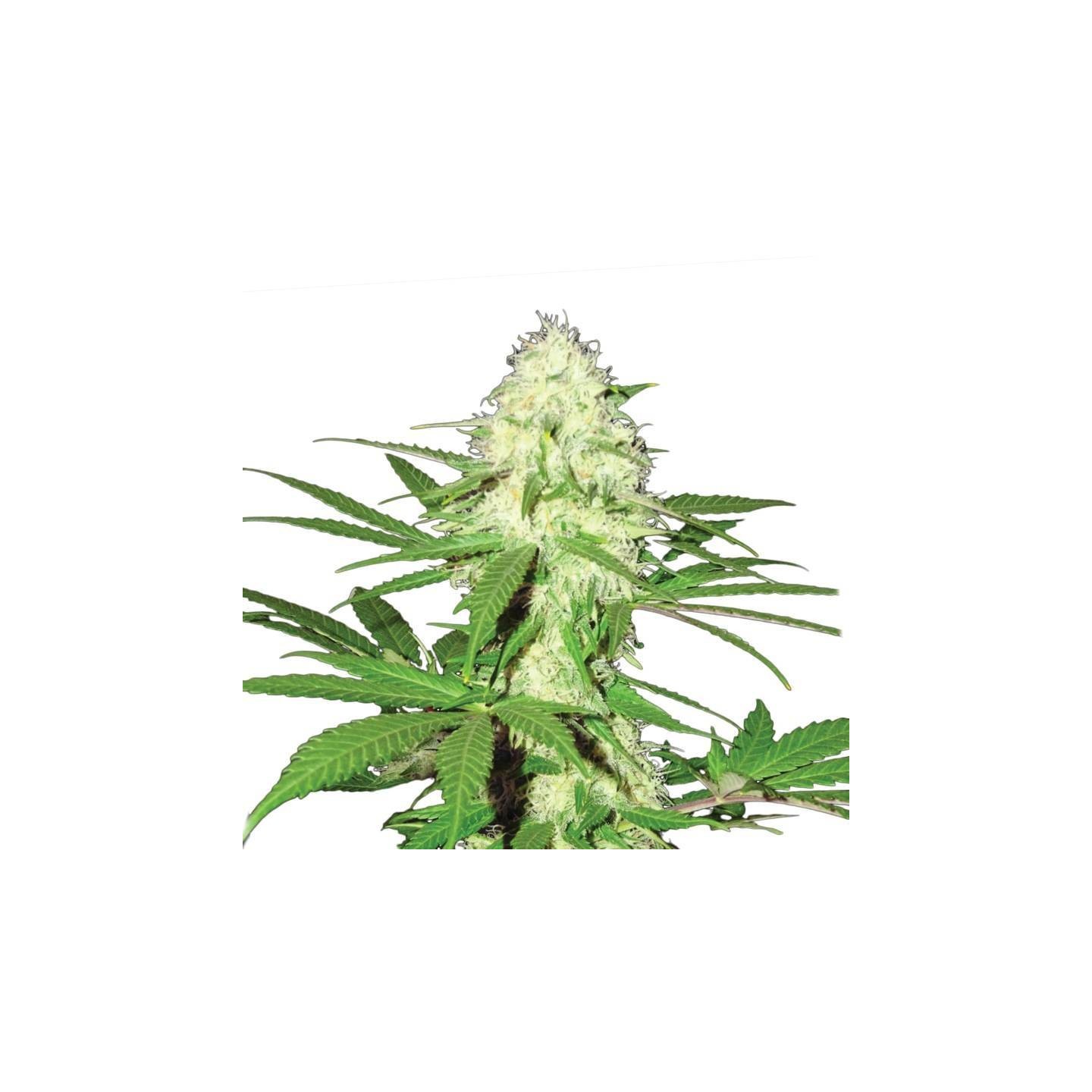 Skunk 1 Feminizada de Nirvana