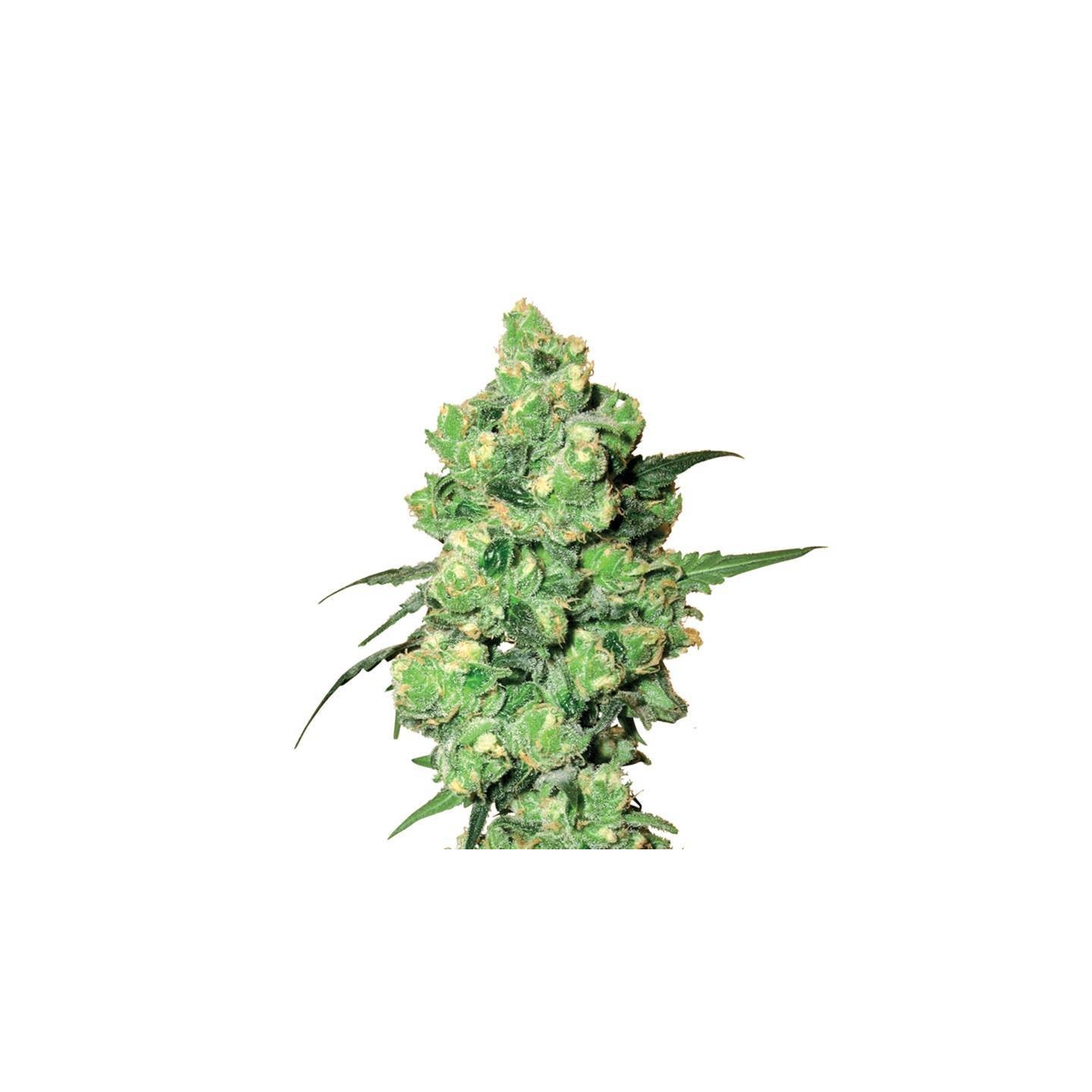 SKUNK 1 Regular de Nirvana
