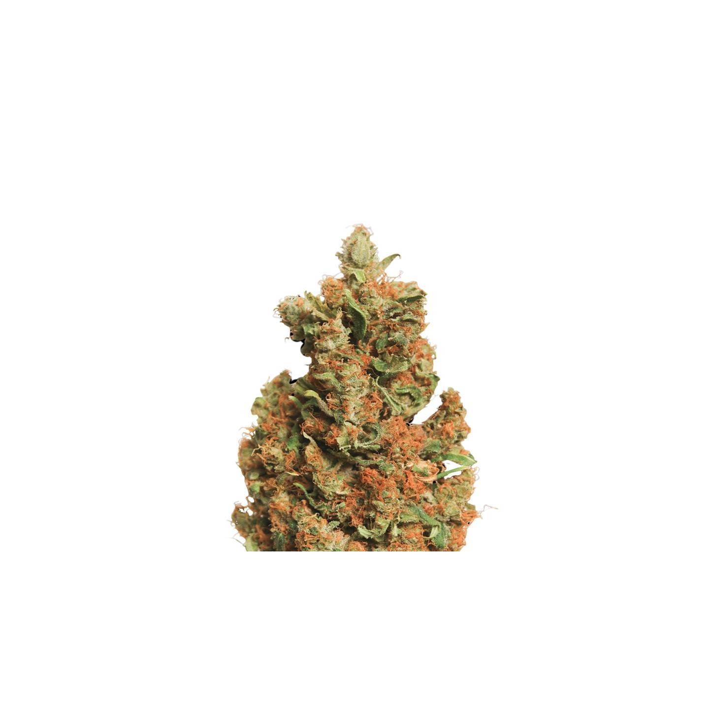 Orange Bud Feminizada de Nirvana