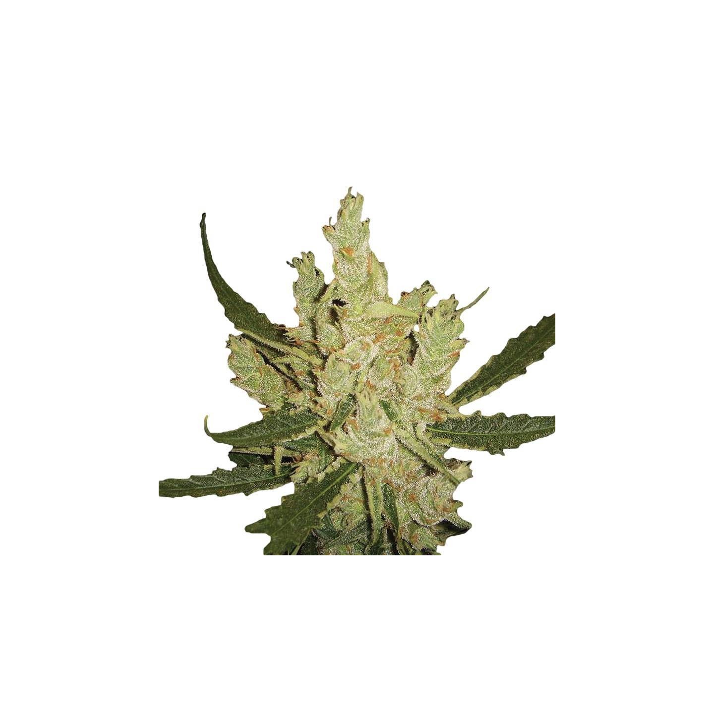 Amnesia Regular de Nirvana