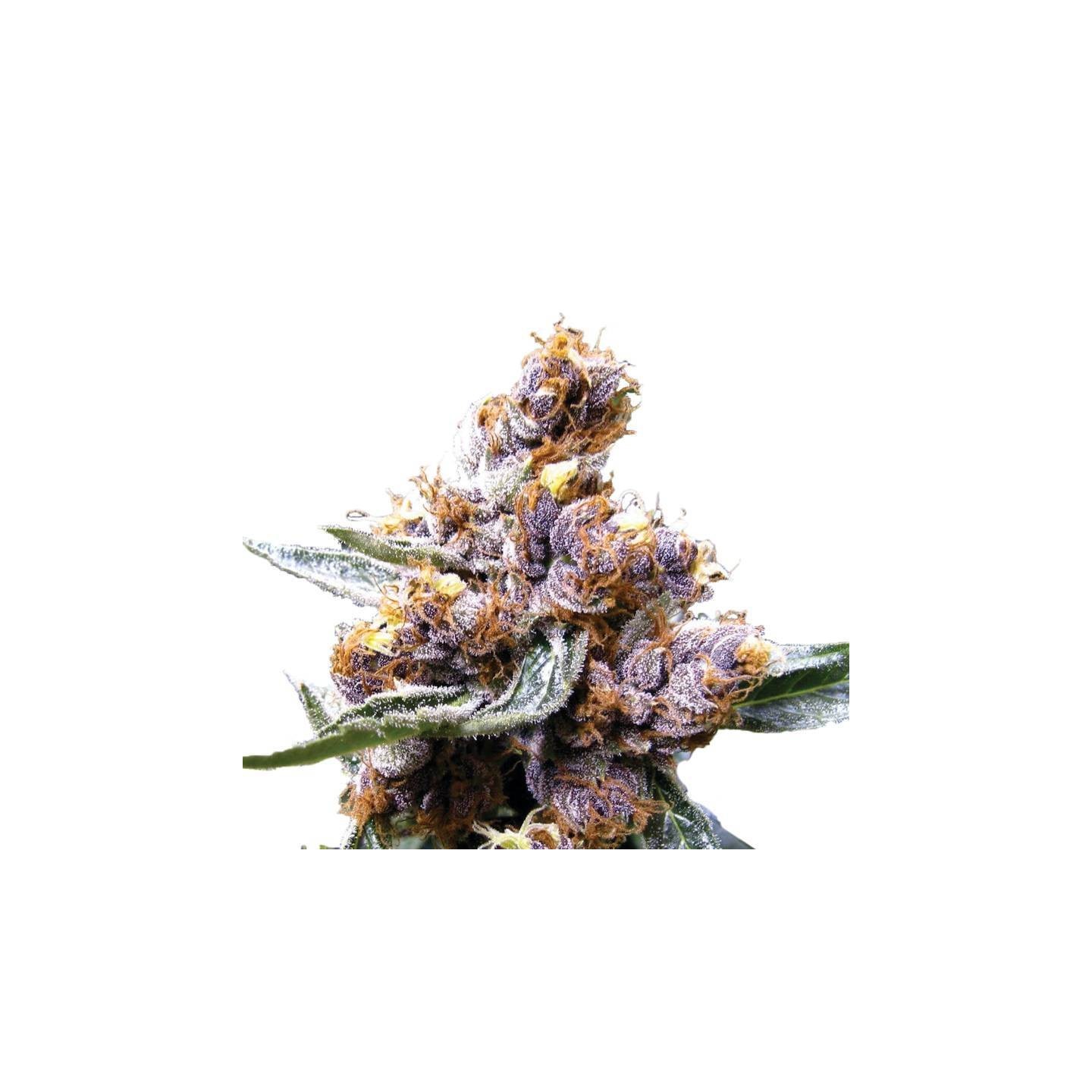 Blueberry Feminizada de Nirvana