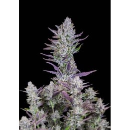 Wedding Glue Autofloreciente de Fastbuds Seeds