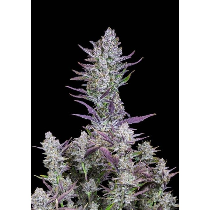 Wedding Glue Autofloreciente de Fastbuds Seeds