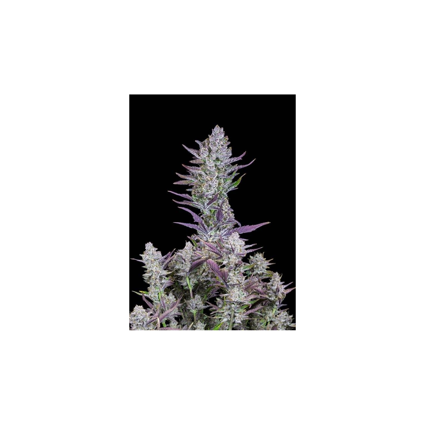 Wedding Glue Autofloreciente de Fastbuds Seeds