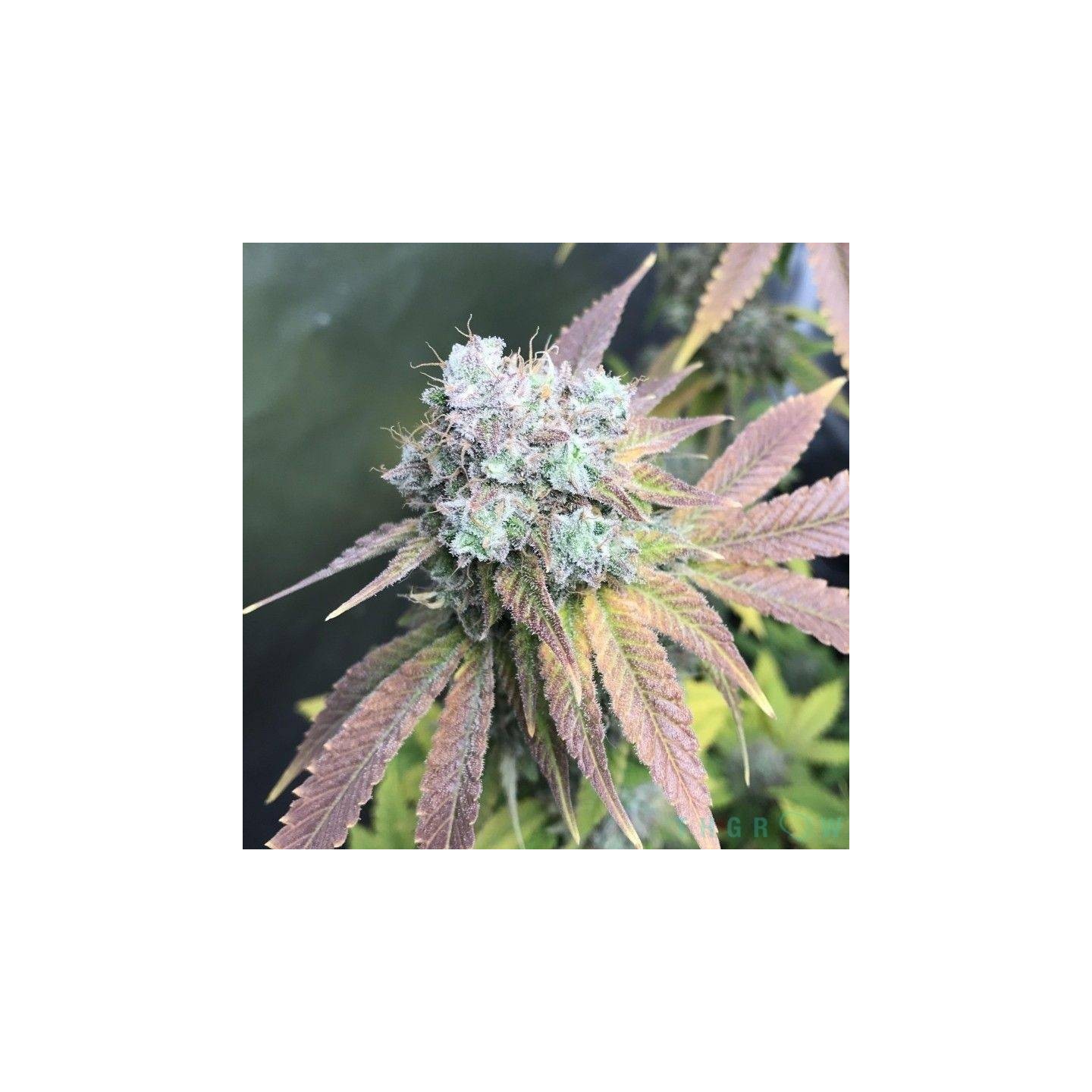 Auto Gelato de Nirvana