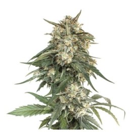 BCN Critical XXL Fast de Seed Stockers
