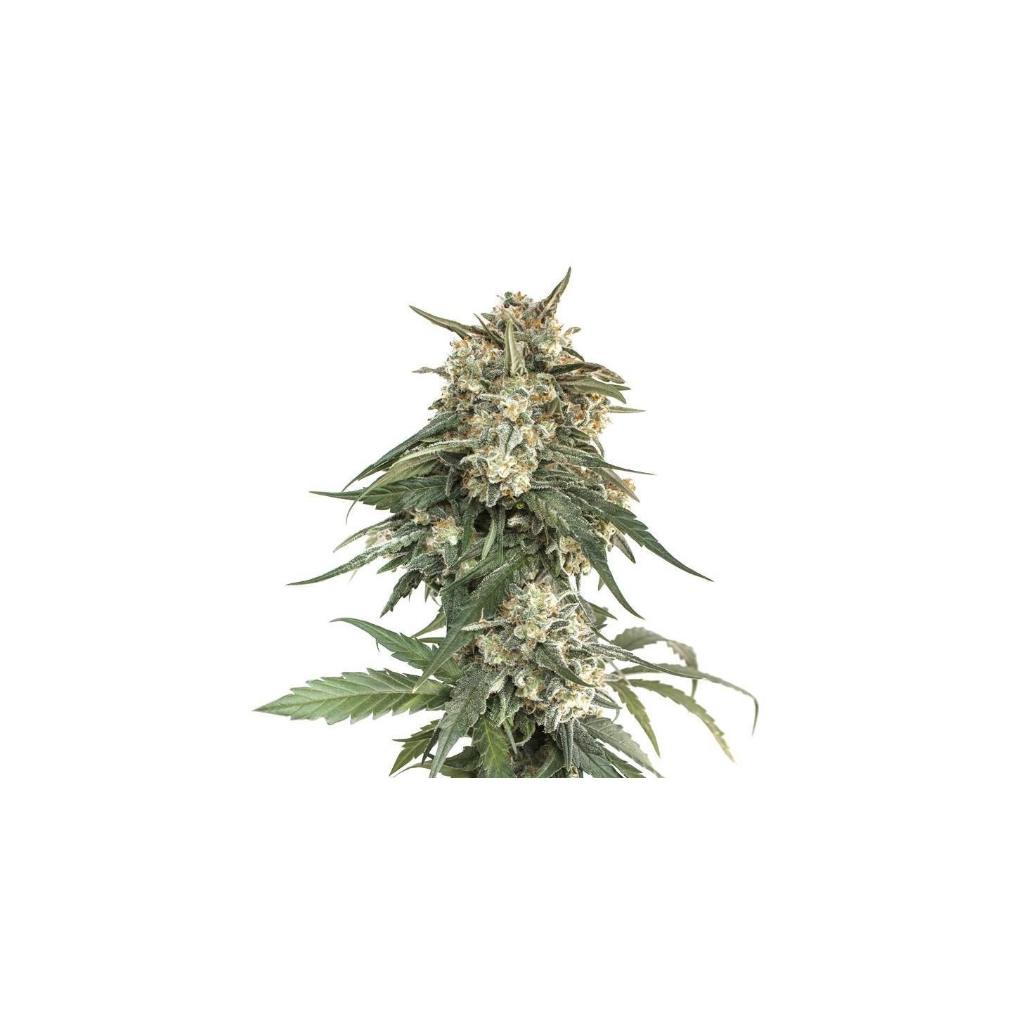 BCN Critical XXL Fast de Seed Stockers