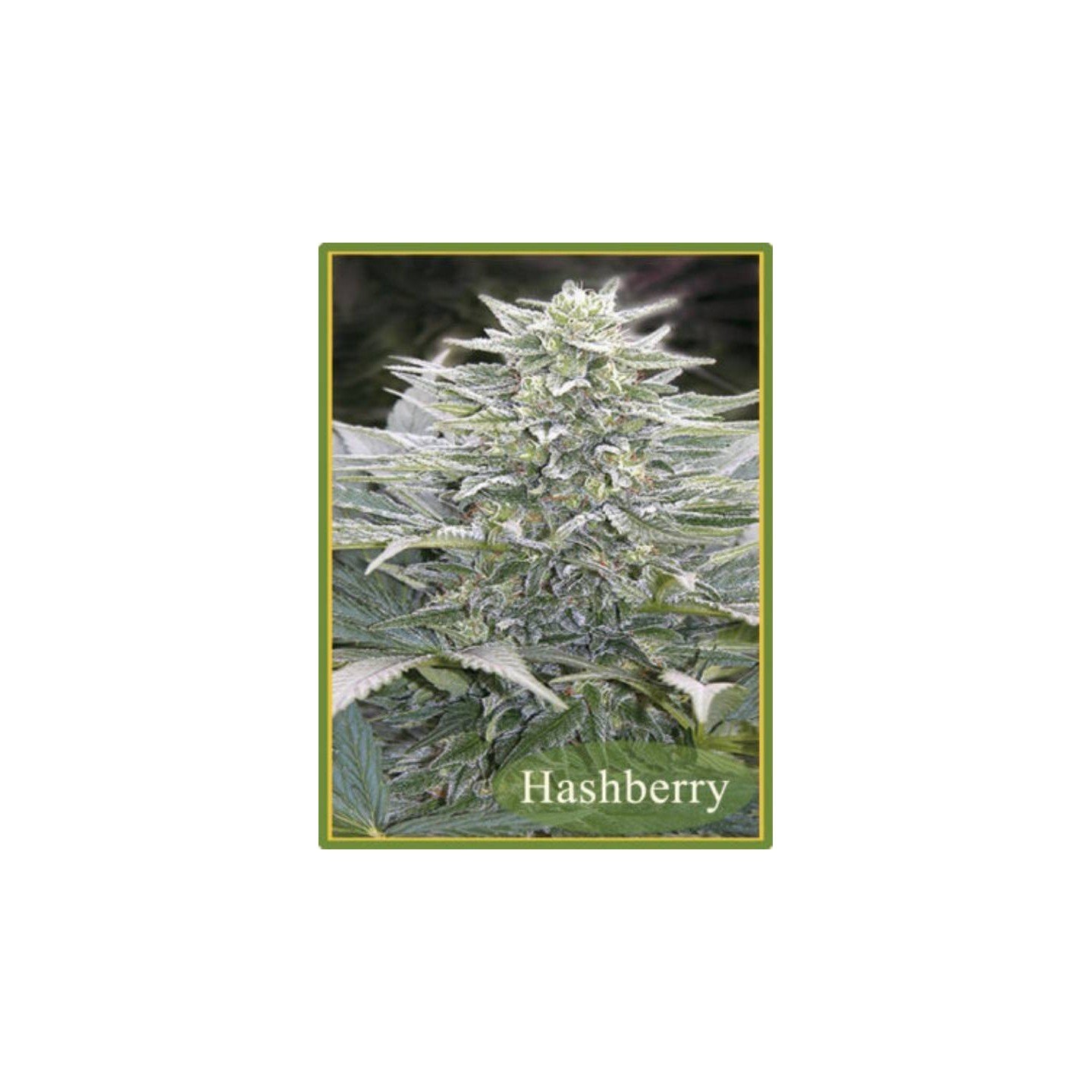 Hashberry Regular de Mandala Seeds