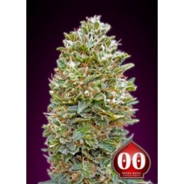 AUTO BUBBLE GUM XXL de 00 Seeds