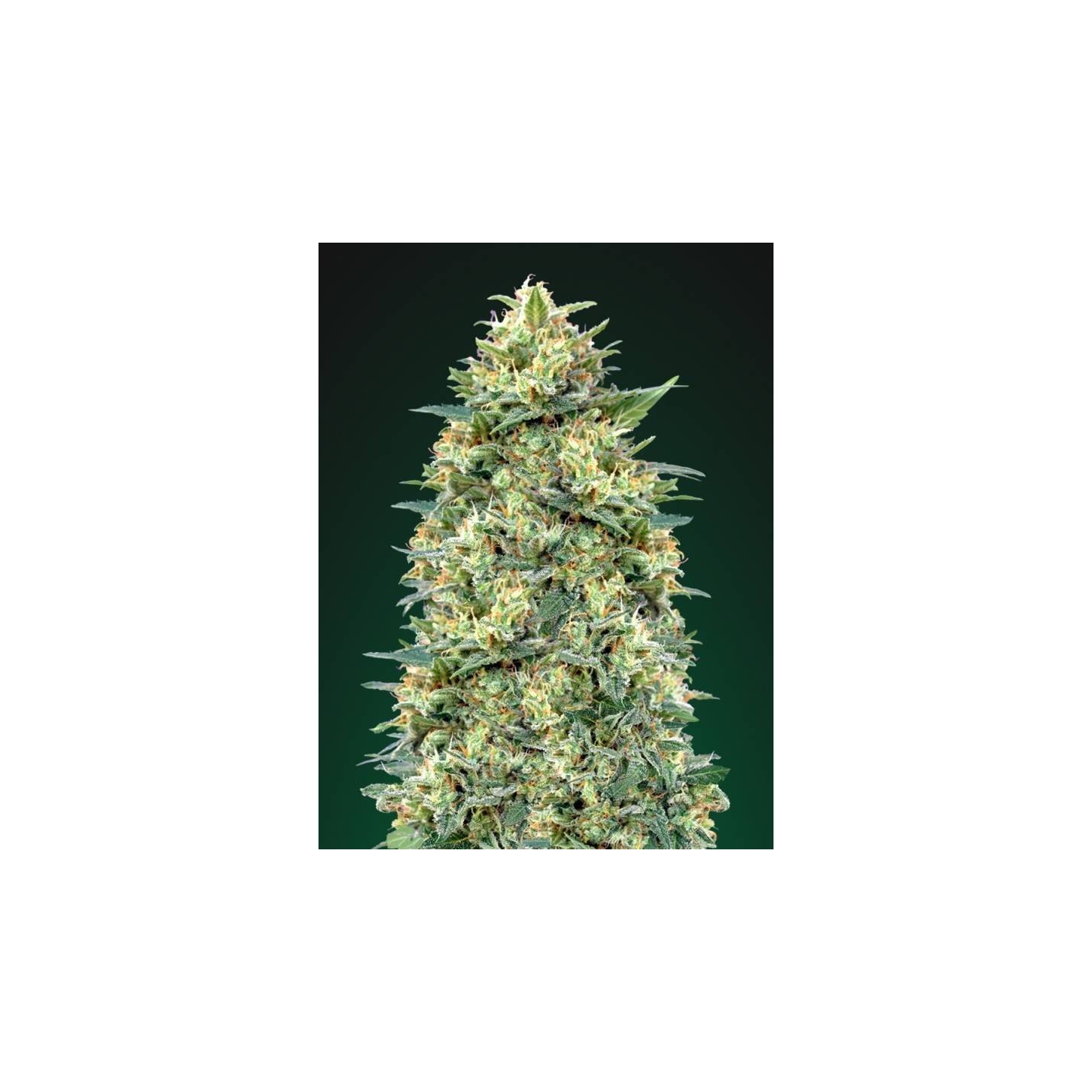 White Widow Autofloreciente Feminizada de 00 Seeds